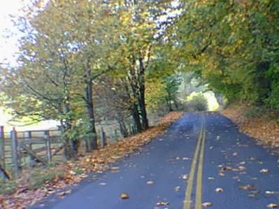 This is a photograph of Trask River Road in the fall.