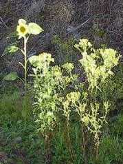 This is a photograph of unwanted roadside vegetation.